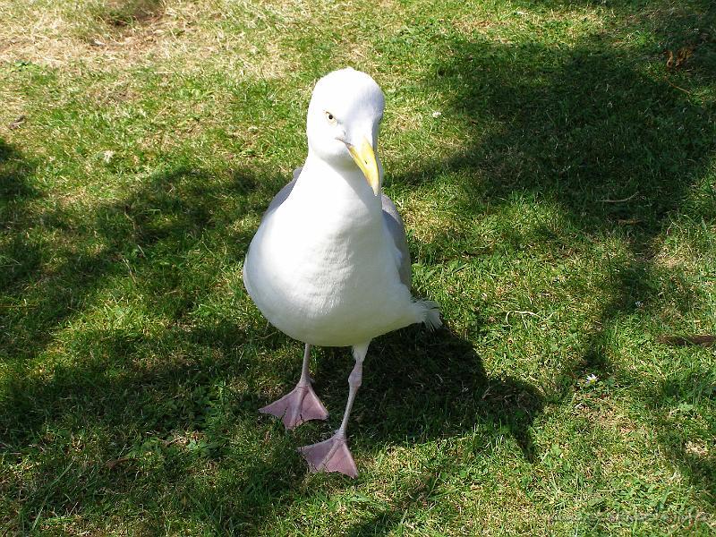 0691 - racek v Dover castle.JPG