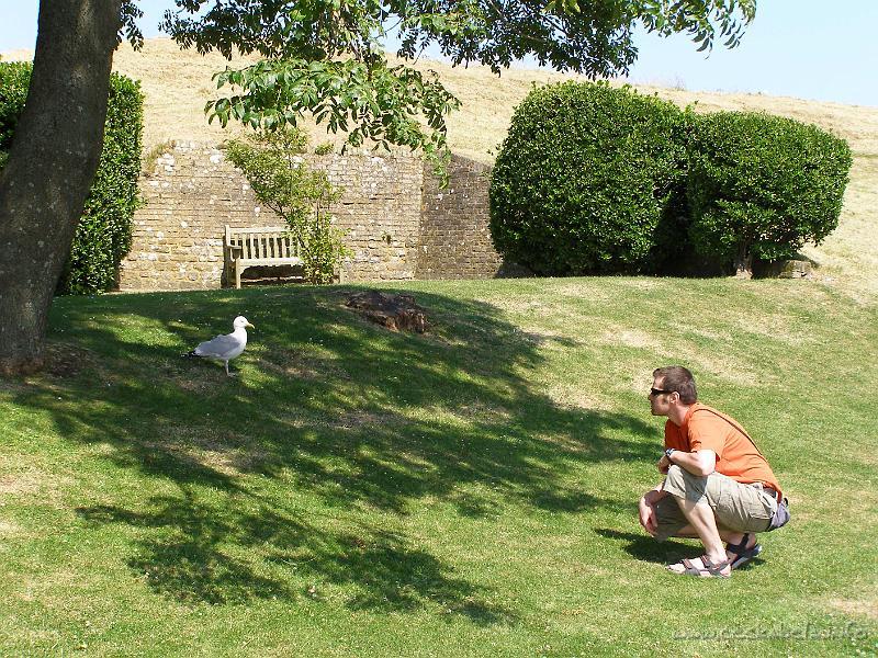 0693 - racek v Dover castle.JPG